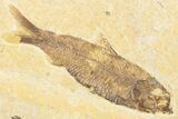 Limestone with Two Fossil Fish (Knightia) - Wyoming #346950-2